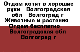 Отдам котят в хорошие руки - Волгоградская обл., Волгоград г. Животные и растения » Отдам бесплатно   . Волгоградская обл.,Волгоград г.